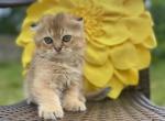 Junior - Scottish Fold Kitten For Sale - Fort Wayne, IN, US