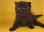 Chocolate Bambina - British Shorthair Kitten For Sale - Fort Wayne, IN, US