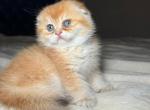 Leo - Scottish Fold Kitten For Sale - Fort Wayne, IN, US