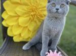 Darci - Scottish Fold Kitten For Sale - 