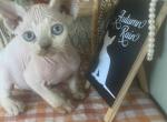 FiFis boy - Devon Rex Kitten For Sale - Homer, IL, US