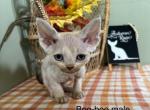 Pennys boy - Devon Rex Kitten For Sale - 