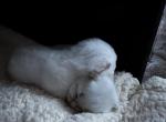 Whisker world litter - Scottish Fold Kitten For Sale - North Potomac, MD, US