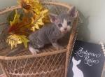 Evies boy 2 - Devon Rex Kitten For Sale - Homer, IL, US