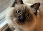 Kattapura Icy Sky - Ragdoll Kitten For Sale - Laurel, MD, US