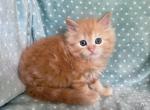 British Longhair Orange Male - British Shorthair Kitten For Sale - 