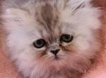 Jake - Persian Kitten For Sale - NJ, US