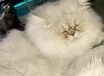 Leonadis - Persian Cat For Sale - 