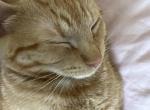 Leo - Domestic Kitten For Adoption - 