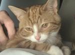 Tiggy - Domestic Kitten For Sale - 