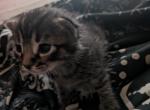 4 kittens - American Shorthair Kitten For Sale - Eloy, AZ, US