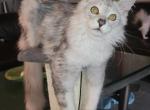 Texas Tails Maine Coons - Maine Coon Kitten For Sale - Houston, TX, US