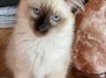 Maisy - Balinese Kitten For Sale - Sequim, WA, US