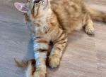 Bentley luna Kiki - Siberian Kitten For Sale - Williams Lake, British Columbia, CA