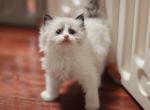 Seal bicolor boy - Ragdoll Kitten For Sale - Bristow, VA, US