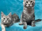 Ghost - Maine Coon Kitten For Sale - 