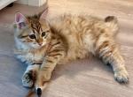 Lilly - Siberian Kitten For Sale - 