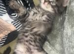 Iris - Maine Coon Cat For Sale - Council Bluffs, IA, US