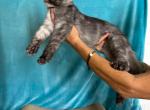 Dark Shadow - Maine Coon Kitten For Sale - Atlanta, GA, US