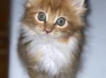 New liter August first - Maine Coon Kitten For Sale - Fort Myers, FL, US