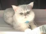 Prince - British Shorthair Cat For Sale - 