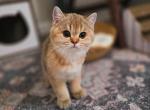 Burt - Scottish Straight Kitten For Sale - 