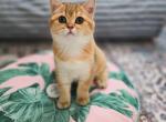 Briss - Scottish Straight Kitten For Sale - 