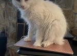 Lexie and Lily - Turkish Angora Cat For Adoption - Warner Robins, GA, US