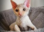 Winn - Devon Rex Kitten For Sale - Williamsburg, VA, US