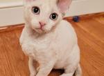 Willow - Devon Rex Kitten For Sale - Williamsburg, VA, US