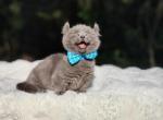 Diamonds elf munchkin boy - Munchkin Kitten For Sale - Conroe, TX, US