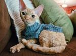 Piper - Devon Rex Kitten For Sale - Williamsburg, VA, US