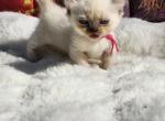 Pearls pink collar female - Munchkin Kitten For Sale - Conroe, TX, US