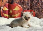 Pearl's purple collar - Munchkin Kitten For Sale - Conroe, TX, US