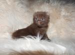 Tica registered Chocolate Highlanders - Highlander Kitten For Sale - Apalachin, NY, US