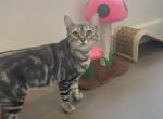 Claire - American Shorthair Cat For Adoption - 