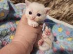 Blue collar - Munchkin Kitten For Sale - Conroe, TX, US