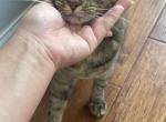 Mimi - American Shorthair Cat For Sale - Houston, TX, US