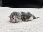 Mowgli - Exotic Kitten For Sale - Bois D Arc, MO, US