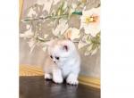 ROYAL BRITISH SHORTHAIR KITTENS GIRL - British Shorthair Kitten For Sale - Darien, CT, US