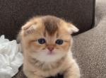 Nori - Scottish Fold Kitten For Sale - 