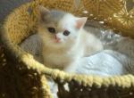 North - Scottish Straight Kitten For Sale - 