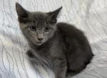 Russian Blue Kittens - Russian Blue Kitten For Sale - 