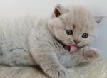 PURE BREED BRITISH SHORTHAIR KITTENS GIRL - British Shorthair Kitten For Sale - 