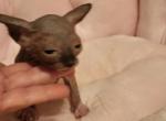 Lola - Sphynx Kitten For Sale - 