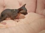 Mel - Sphynx Kitten For Sale - 