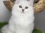 Rosalie - British Shorthair Kitten For Sale - 