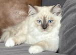 Blue Mitted Male brown collar - Ragdoll Kitten For Sale - Lock Haven, PA, US