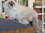 Seal Mitted Male black collar - Ragdoll Kitten For Sale - 