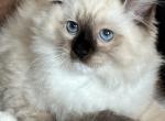 Seal Mitted Male lime green collar - Ragdoll Kitten For Sale - 